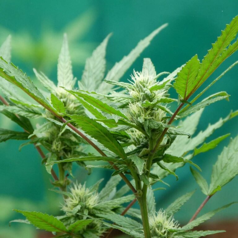 weed016