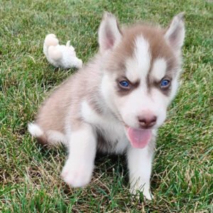 male Siberian Husky puppy