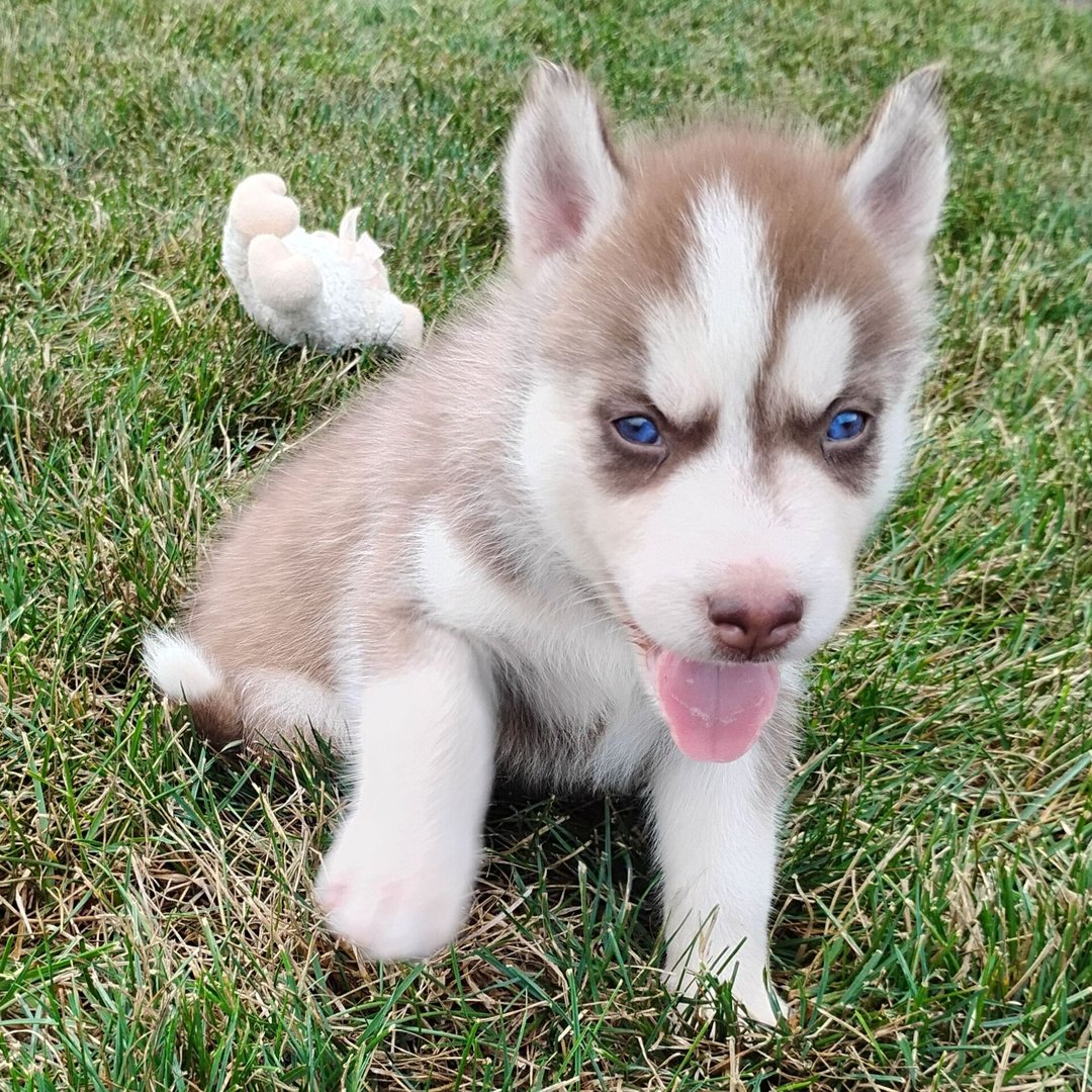 male Siberian Husky puppy