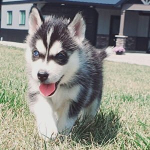 Lulu female Siberian Husky puppy