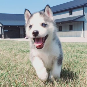 Male Siberian Husky puppy Max with black and white coat