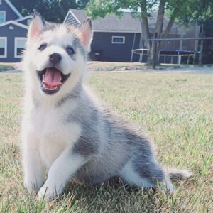 Male Siberian Husky puppy Greg with black and white coat