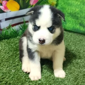 Jake (Male)