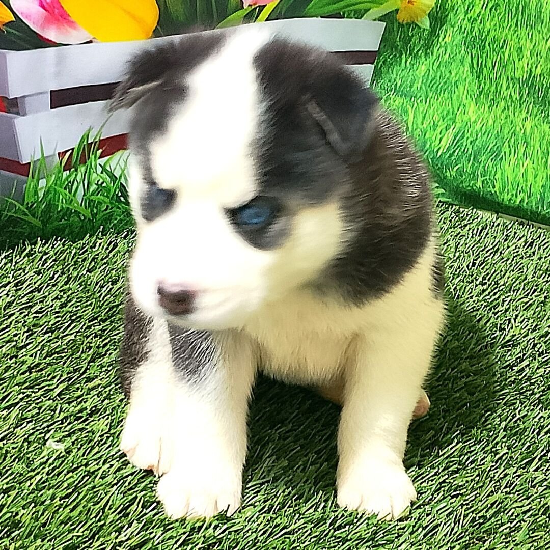 Jake (Male) - Image 2