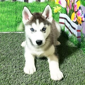 Lulu (Female)