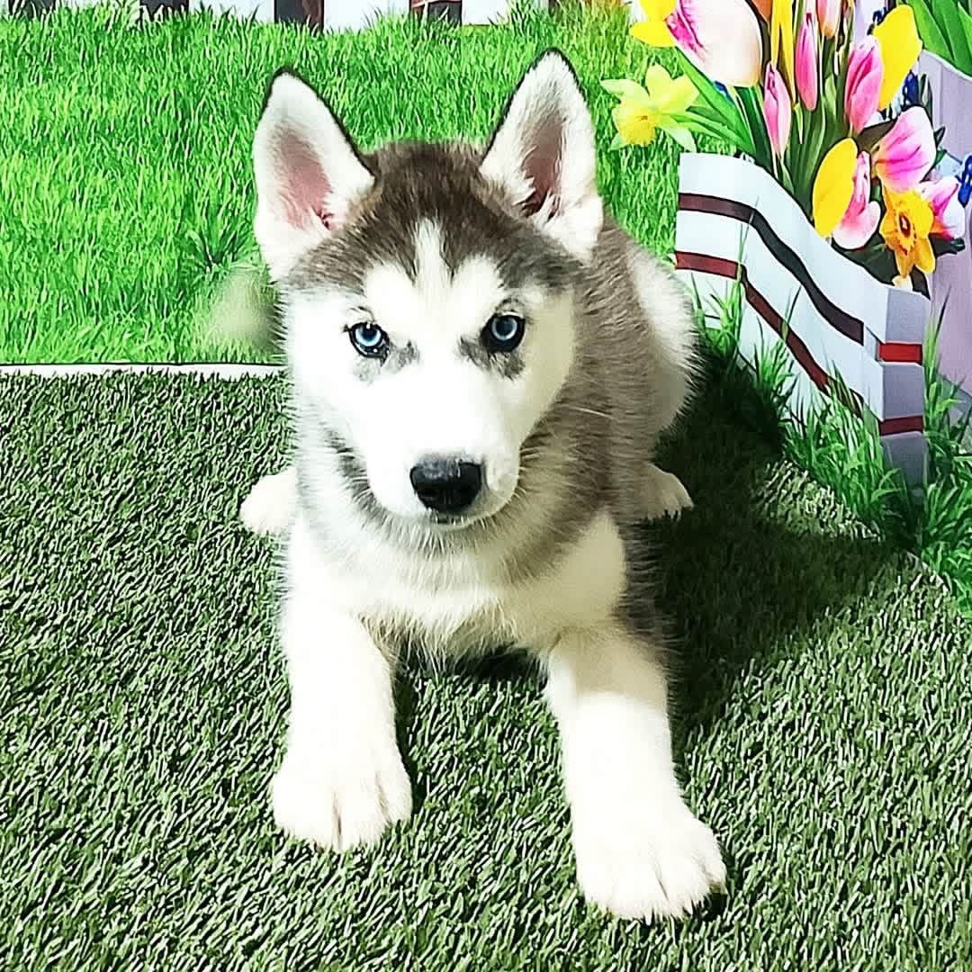 Lulu (Female)