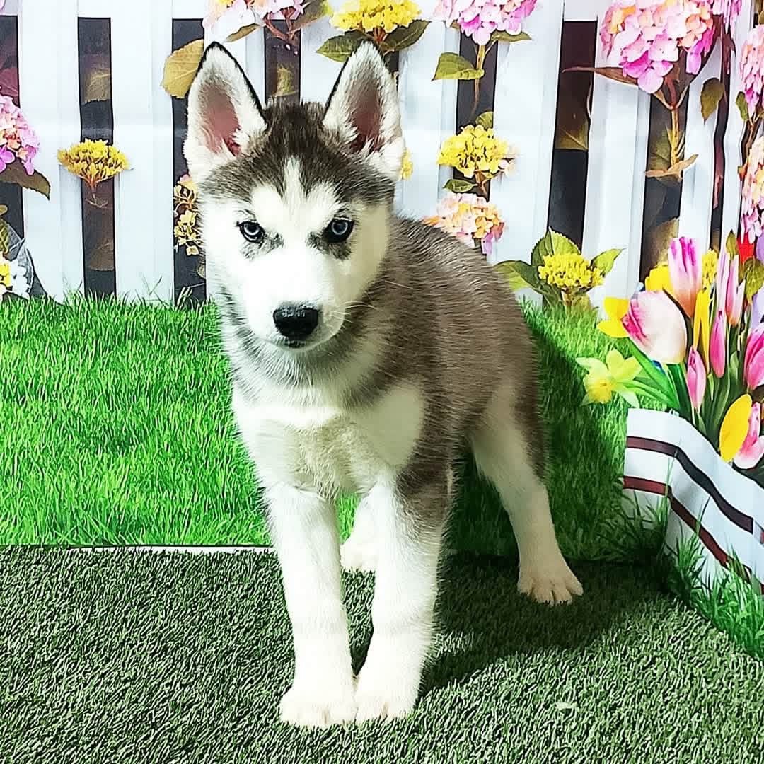 Lulu (Female) - Image 2