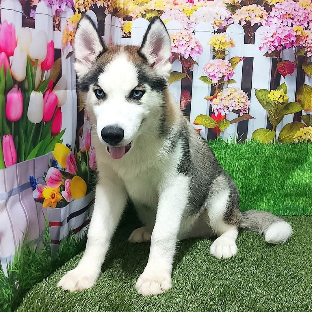 Mark (Male)