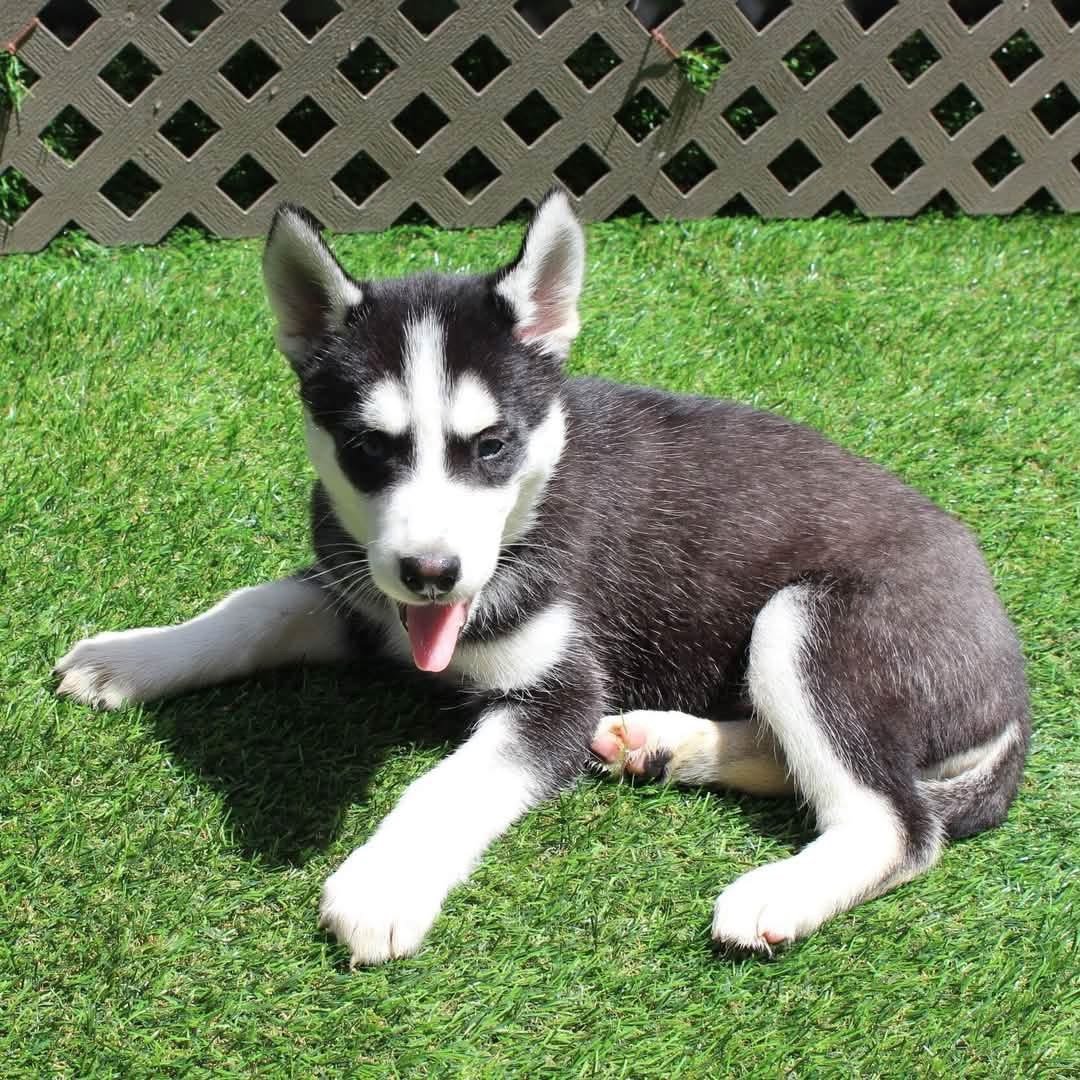 Max (Male) - Image 2
