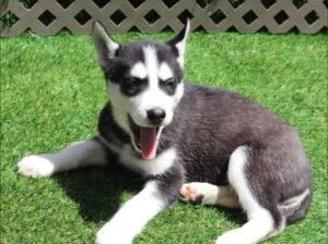 Max (Male)
