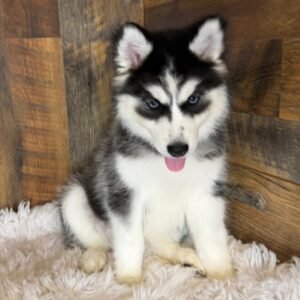 Bella (Female)