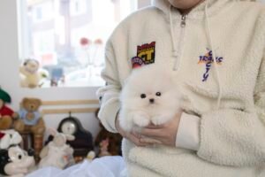 teacup pomeranian puppy for sale near me
