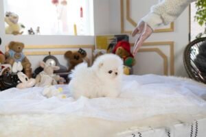 Teacup puppies for sale near me