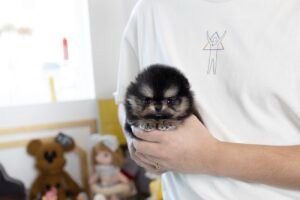 teacup pomeranian puppies for sale near me